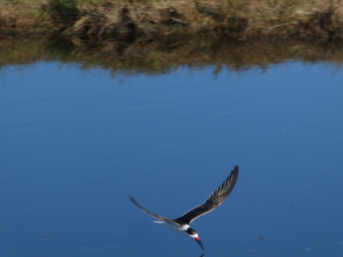 クロハサミアジサシ - ML630194633