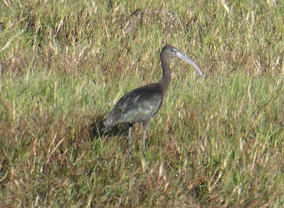 ブロンズトキ - ML630194655