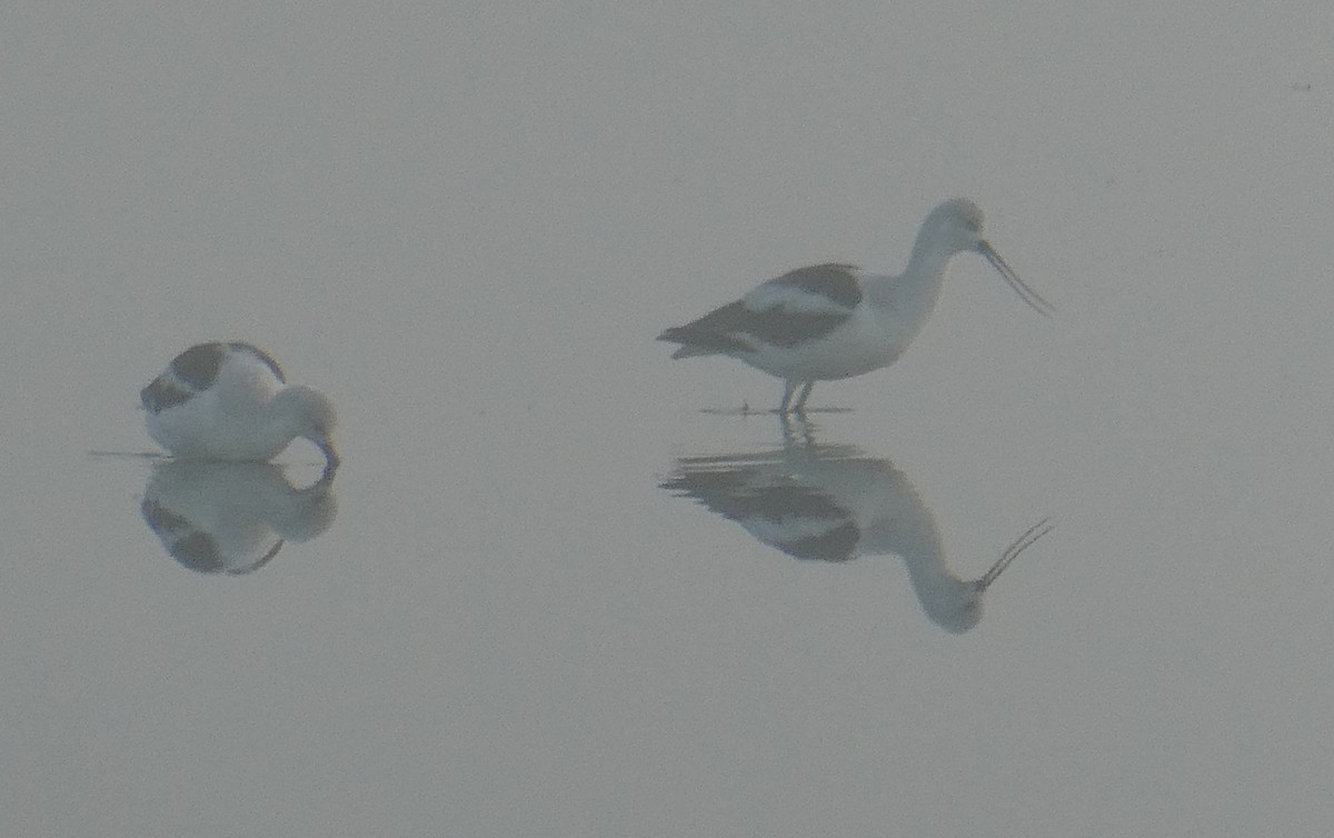 アメリカソリハシセイタカシギ - ML630194714