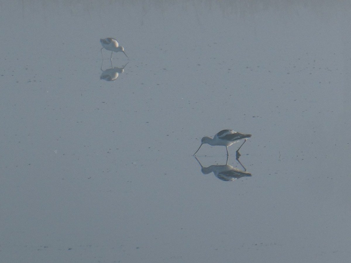 アメリカソリハシセイタカシギ - ML630194715