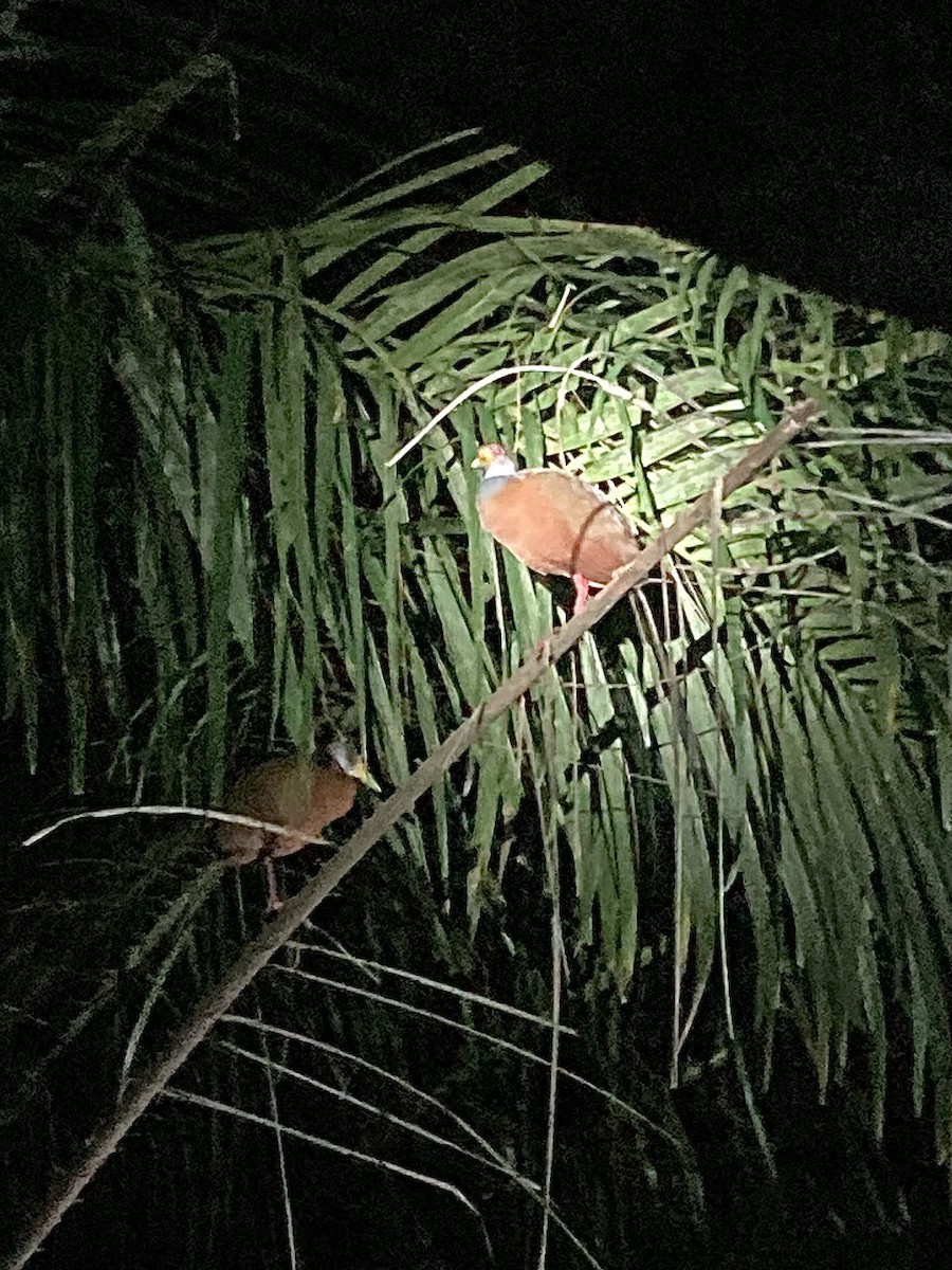 Gray-cowled Wood-Rail - ML630194755