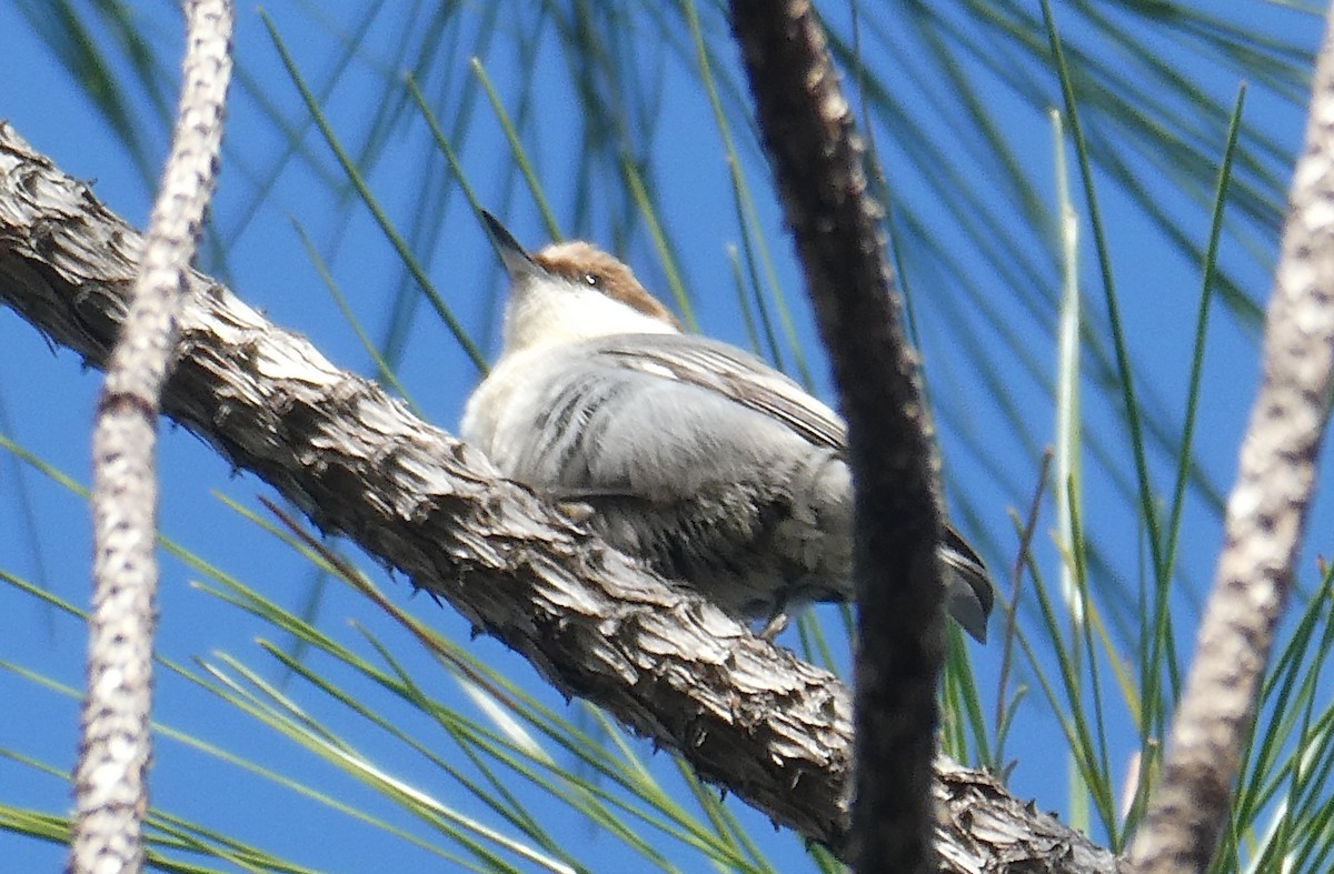 チャガシラヒメゴジュウカラ - ML630194771