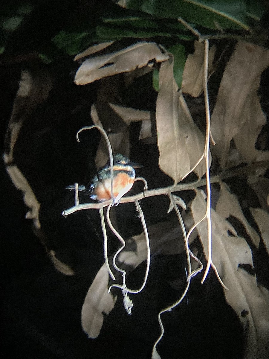 American Pygmy Kingfisher - ML630194772