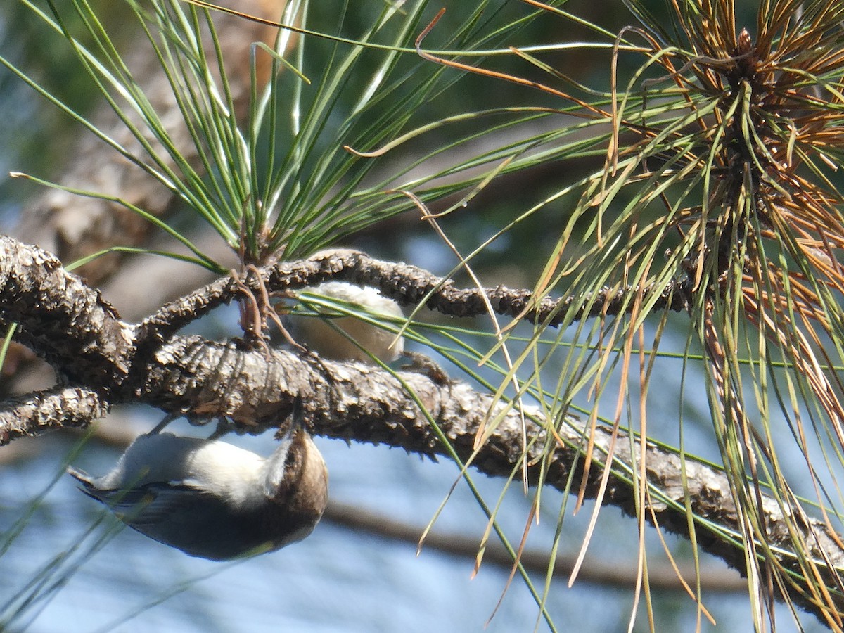 チャガシラヒメゴジュウカラ - ML630194773