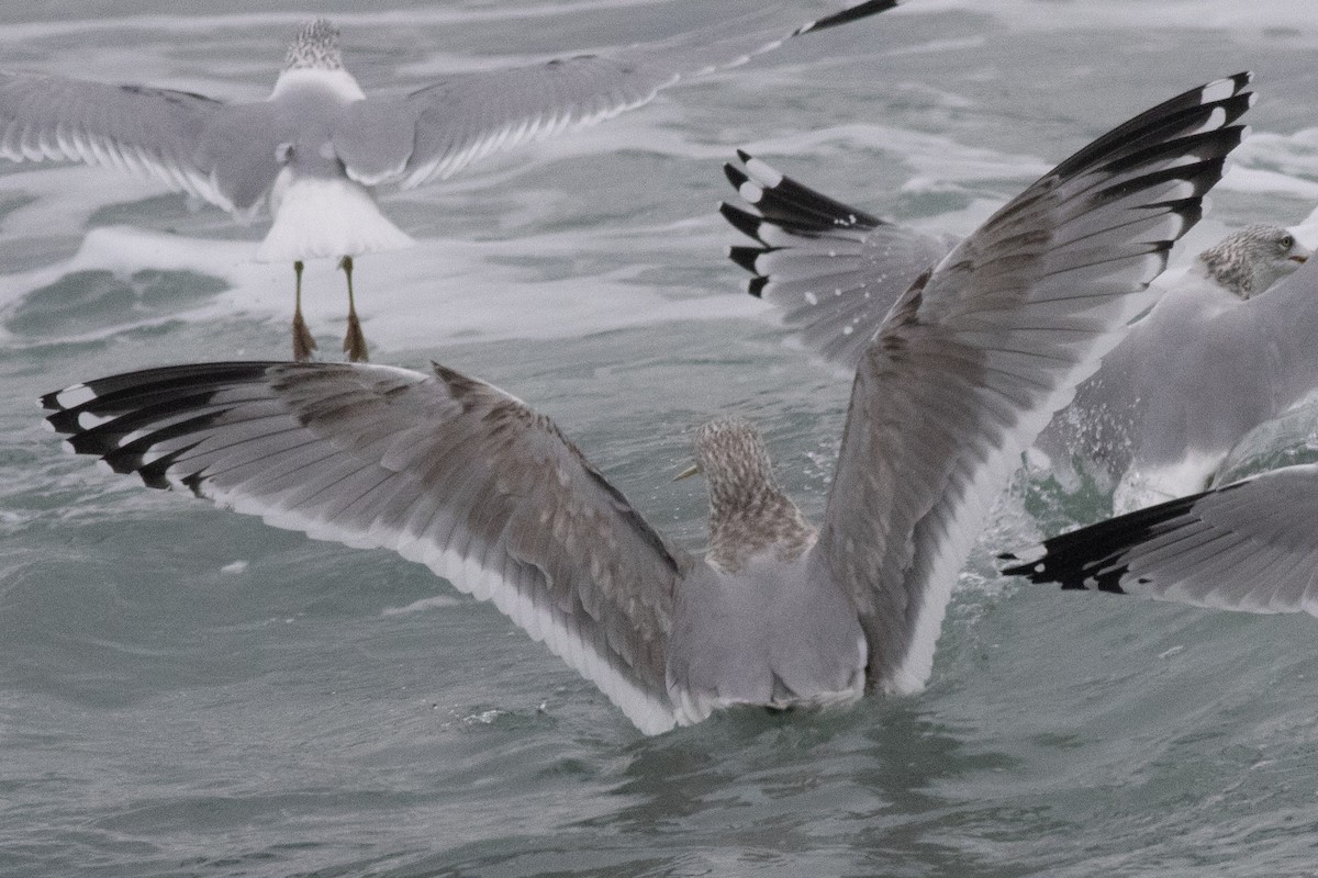 American Herring Gull - ML630194791