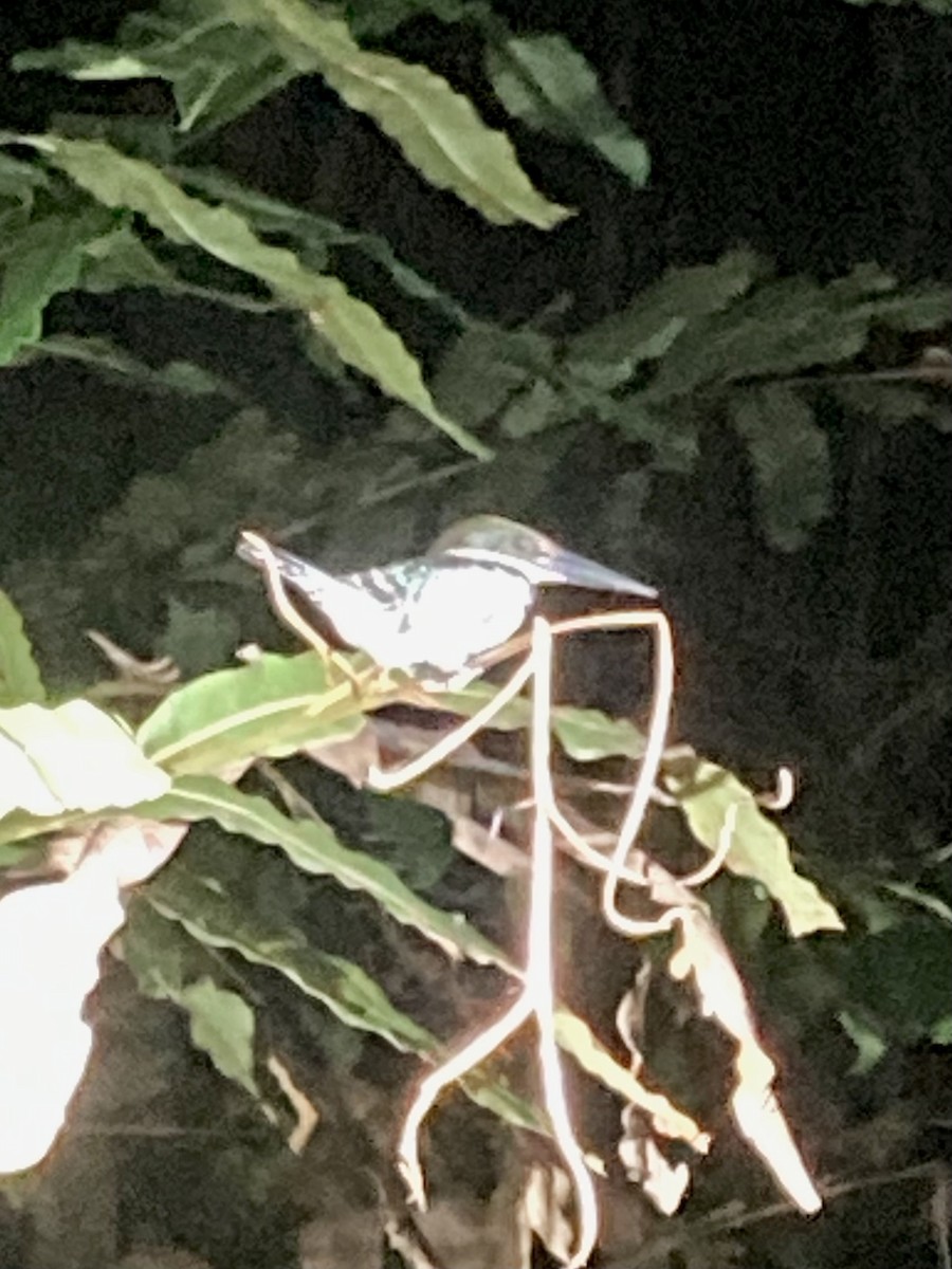 Green Kingfisher - ML630194827