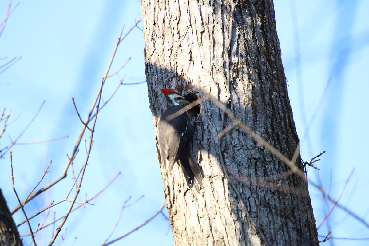 Pileated Woodpecker - ML630194837