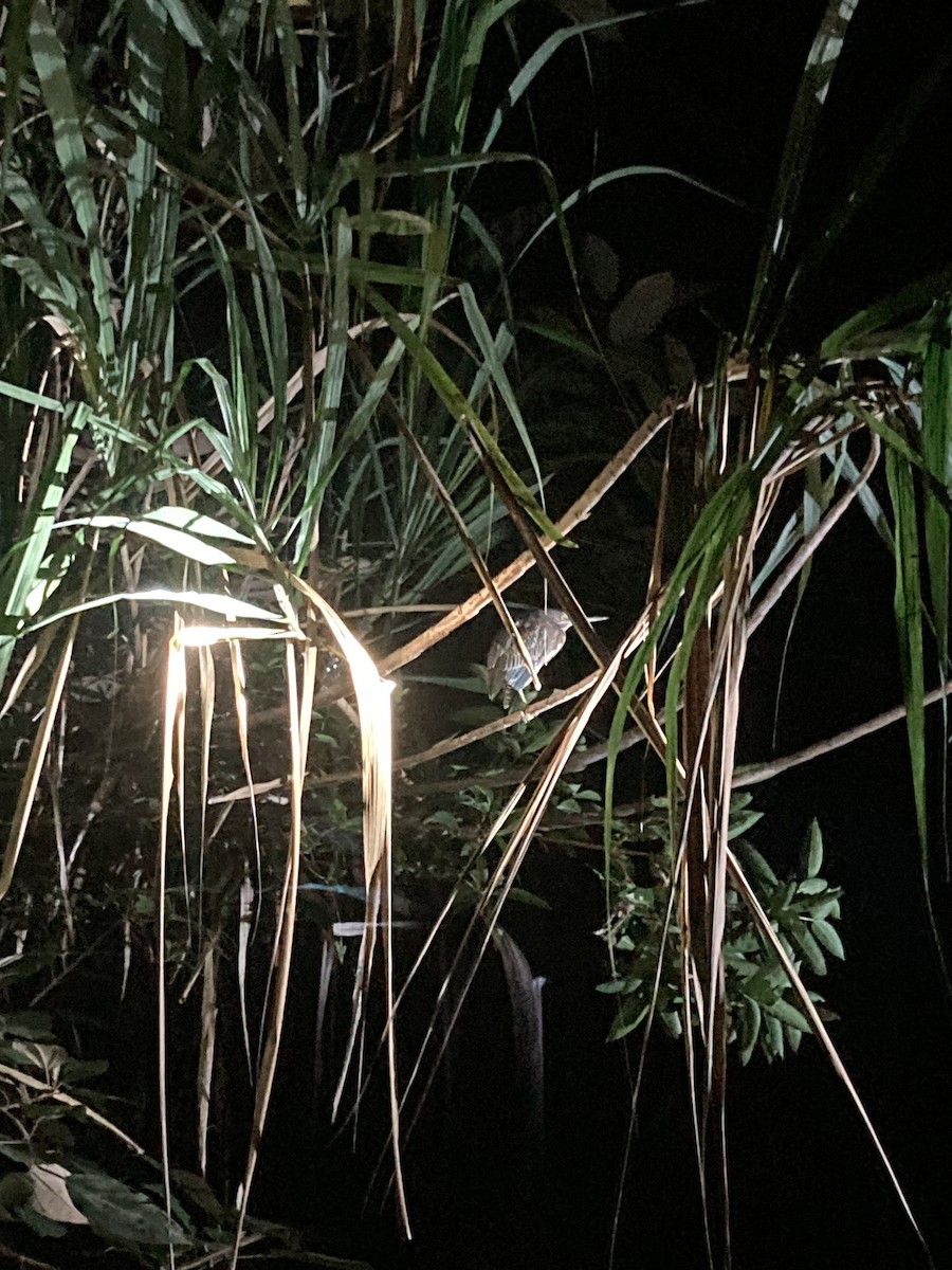 Green Heron - ML630194839