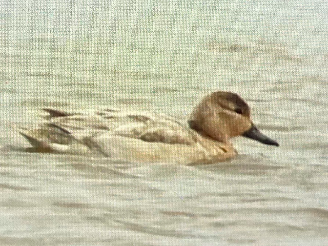 čírka obecná - ML630194963