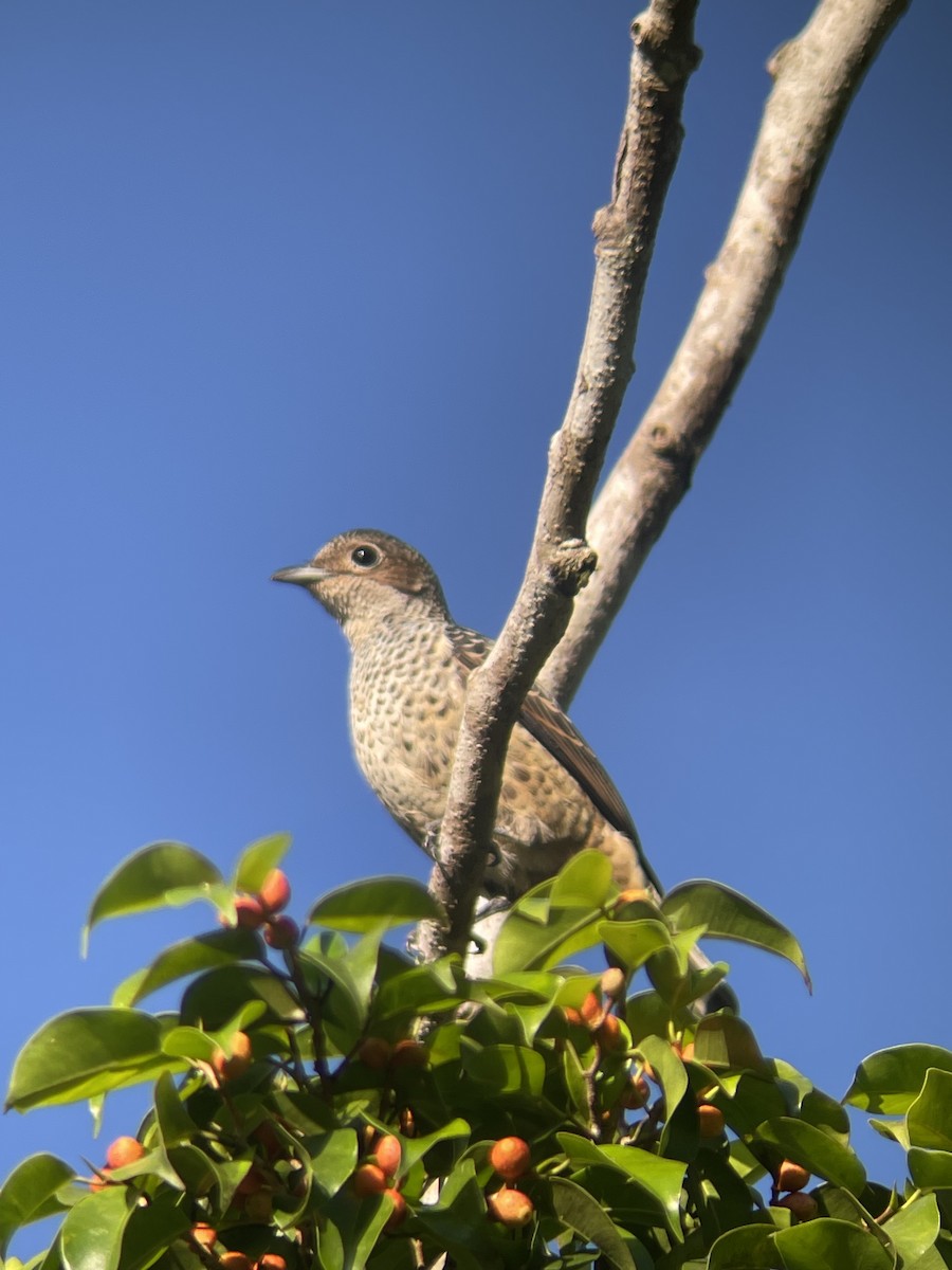 Turquoise Cotinga - ML630195145