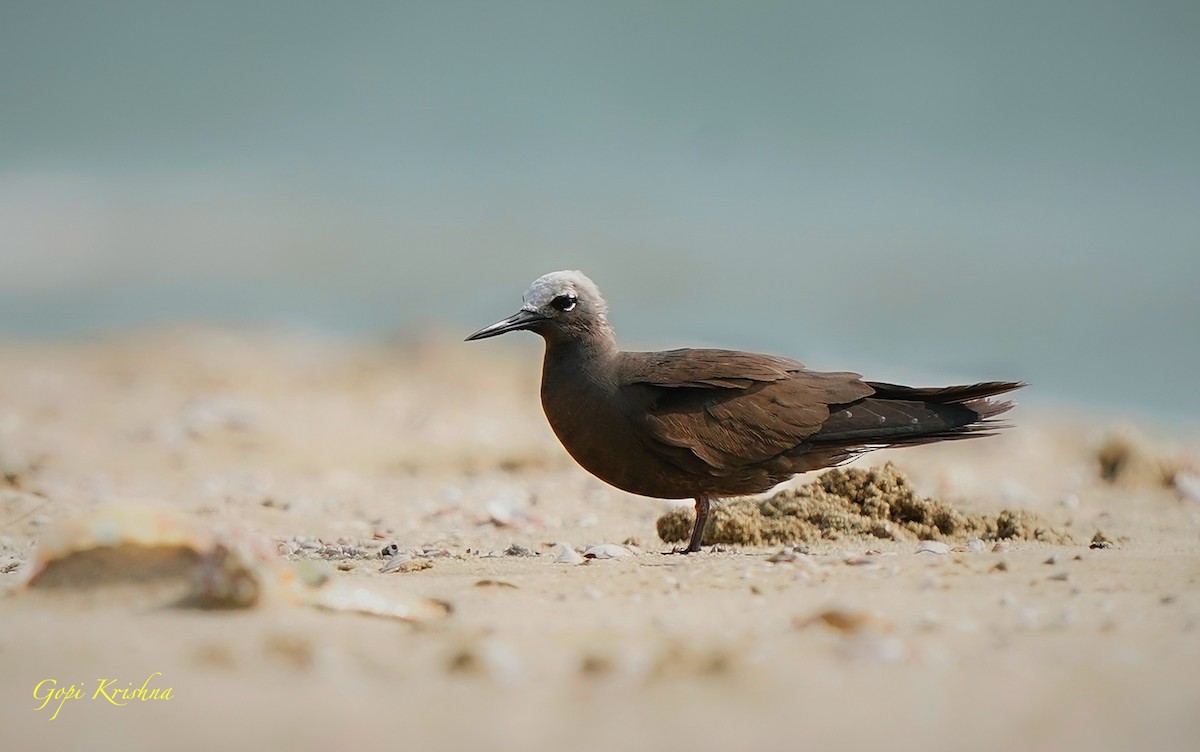 Lesser Noddy - ML630195175