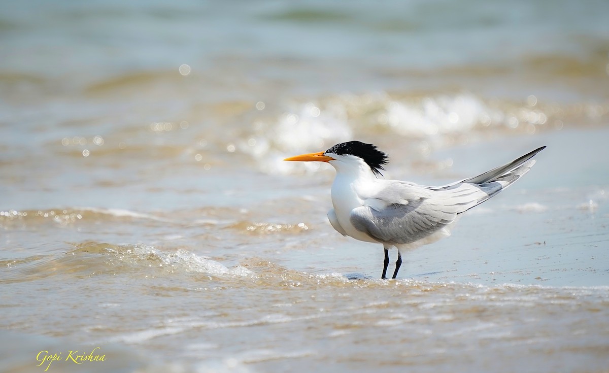 Lesser Crested Tern - ML630195179