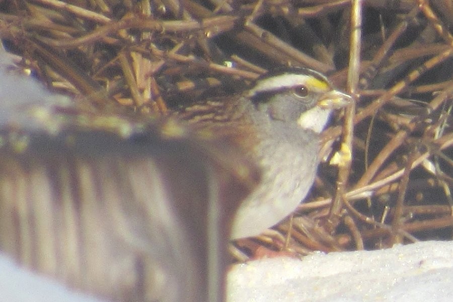 White-throated Sparrow - ML630195182