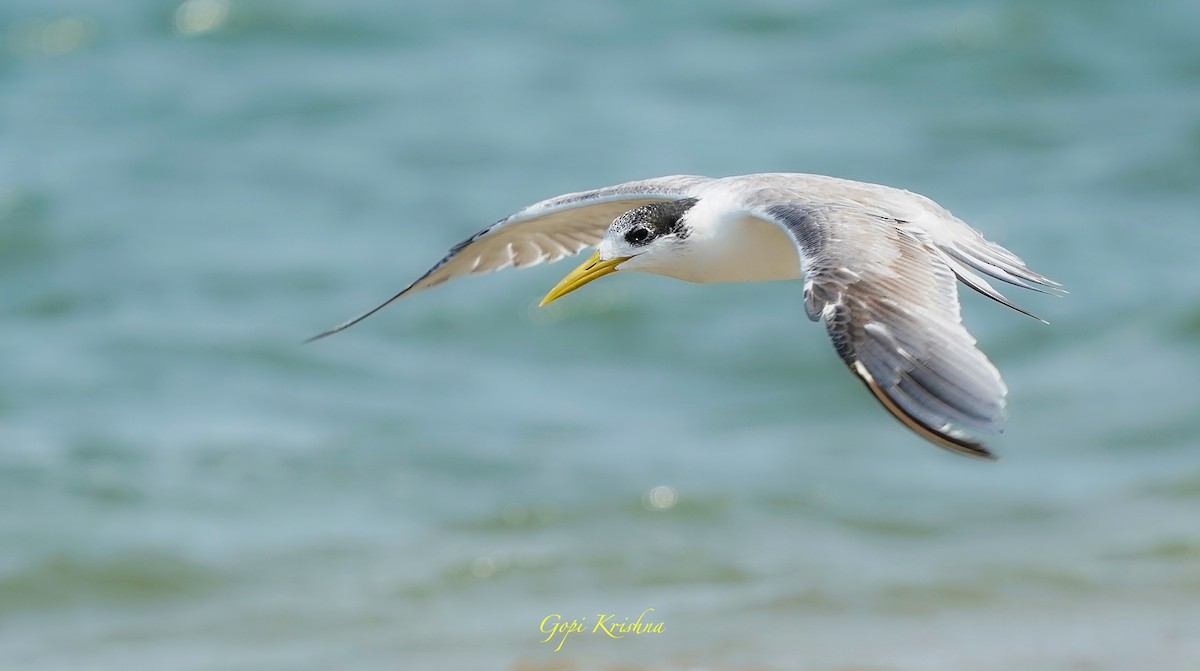 Great Crested Tern - ML630195183
