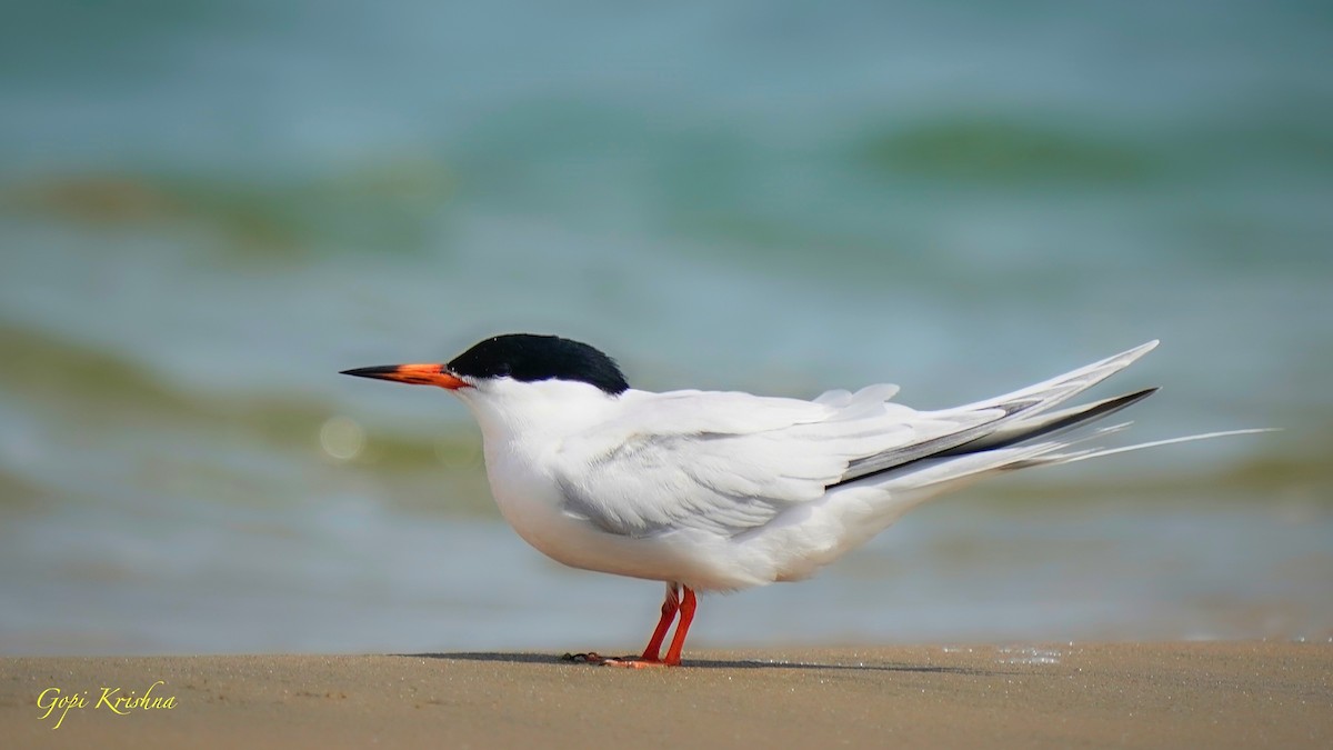 Roseate Tern - ML630195190