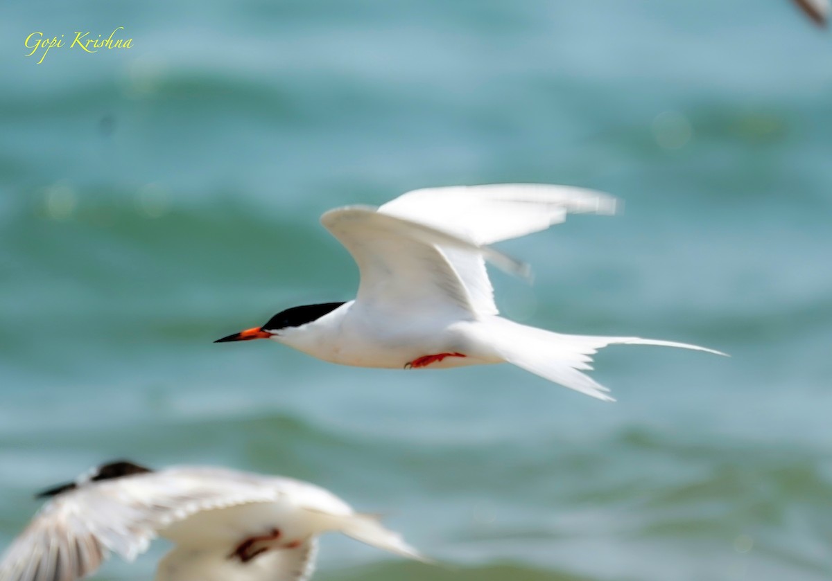 Roseate Tern - ML630195191