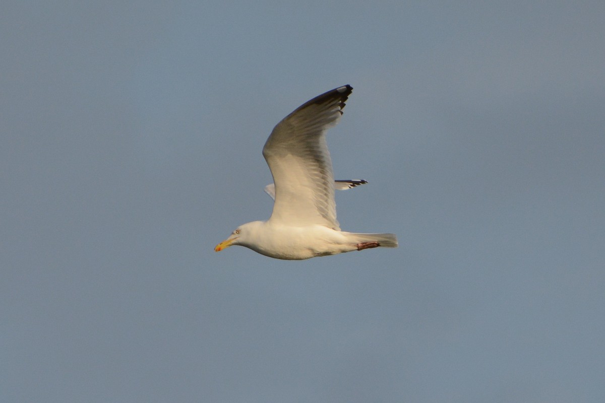 American Herring Gull - ML630195231