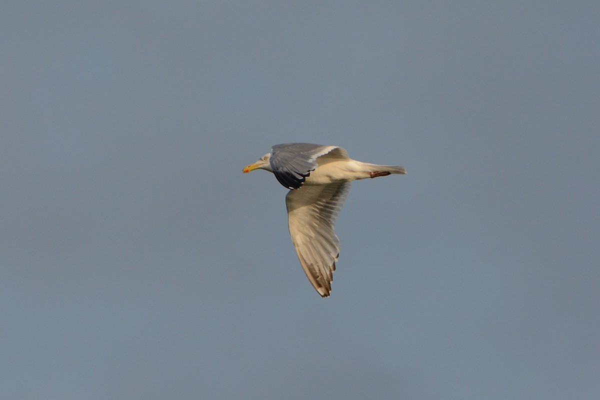 American Herring Gull - ML630195238