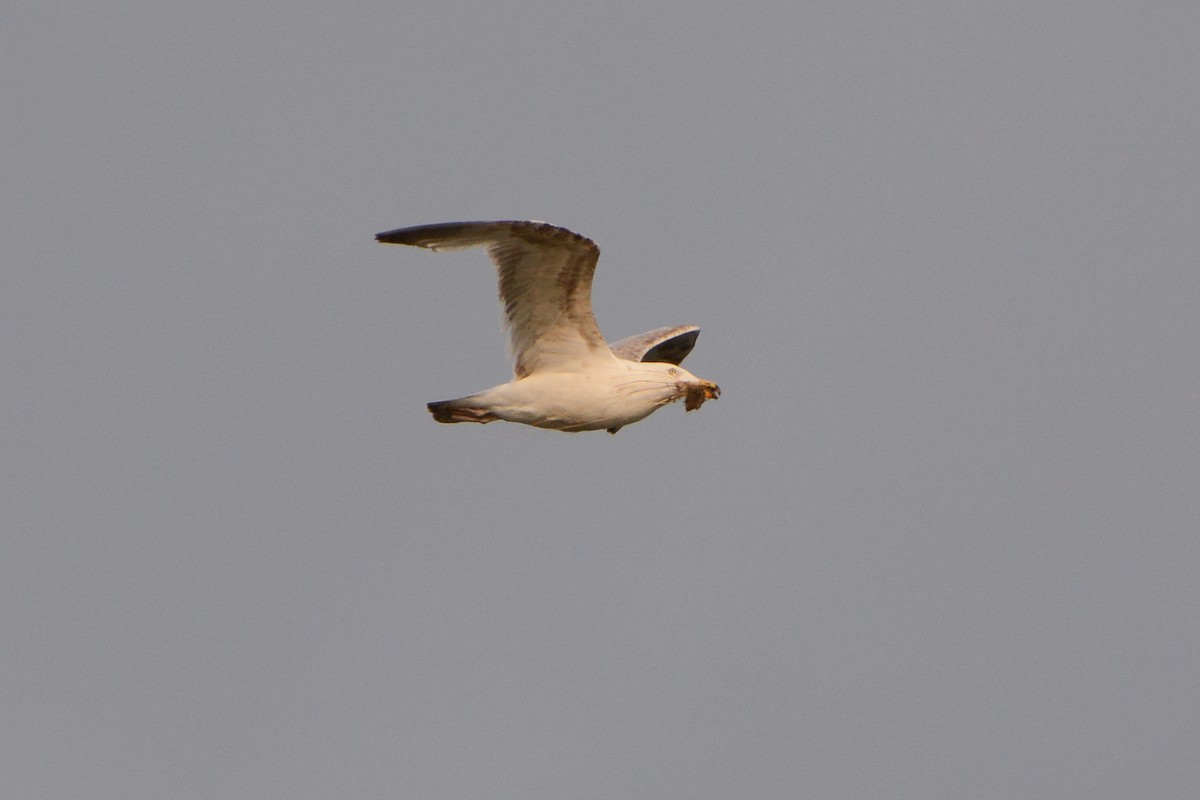 American Herring Gull - ML630195242