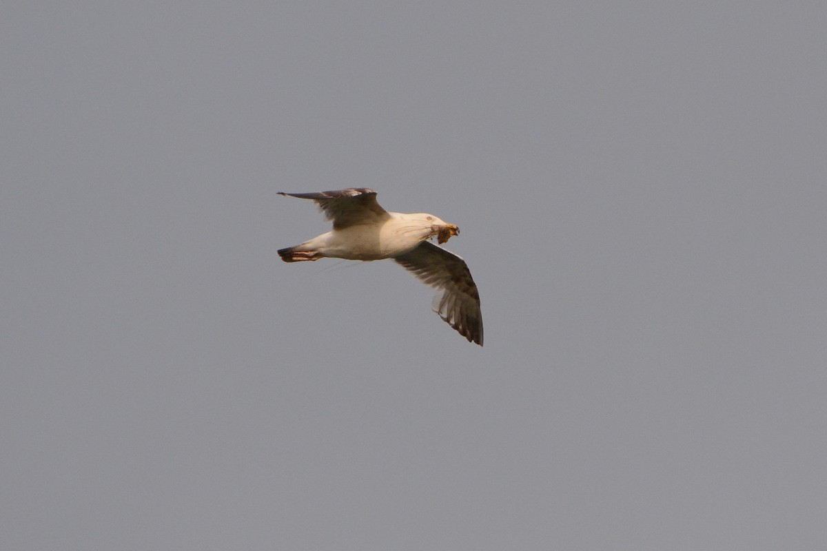 American Herring Gull - ML630195243