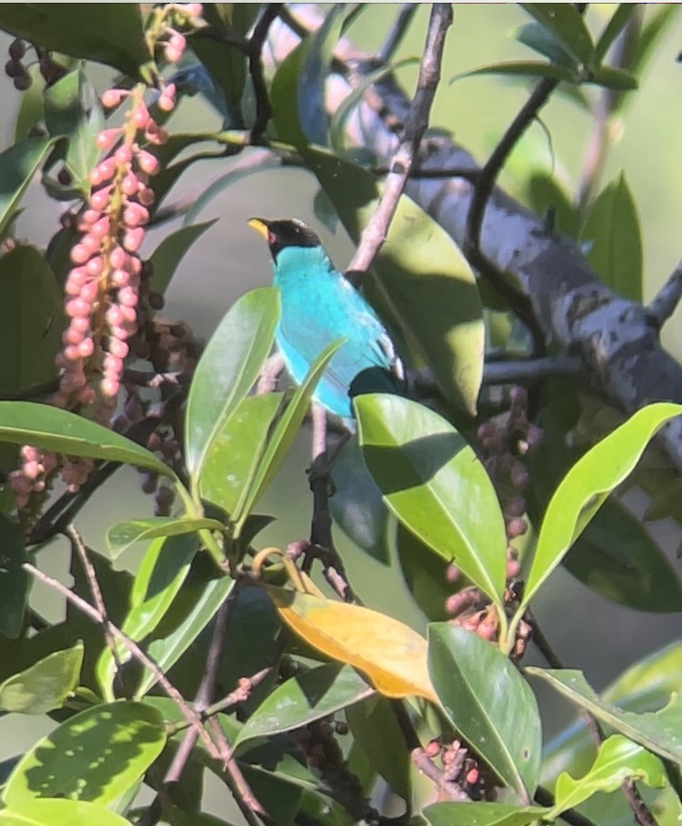 Green Honeycreeper - ML630195282