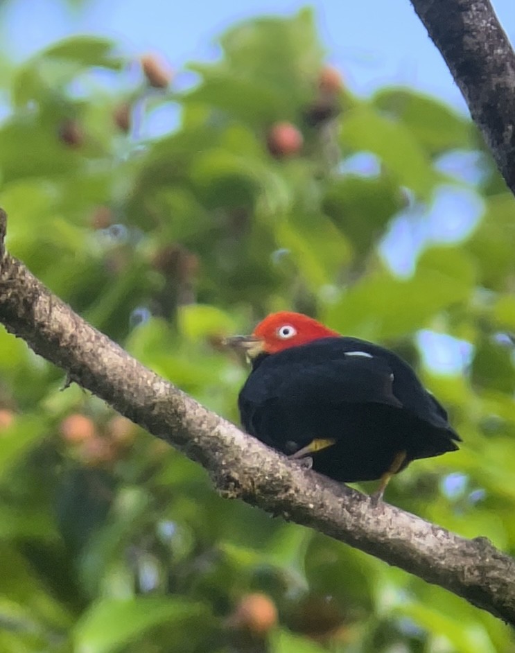 Red-capped Manakin - ML630195291