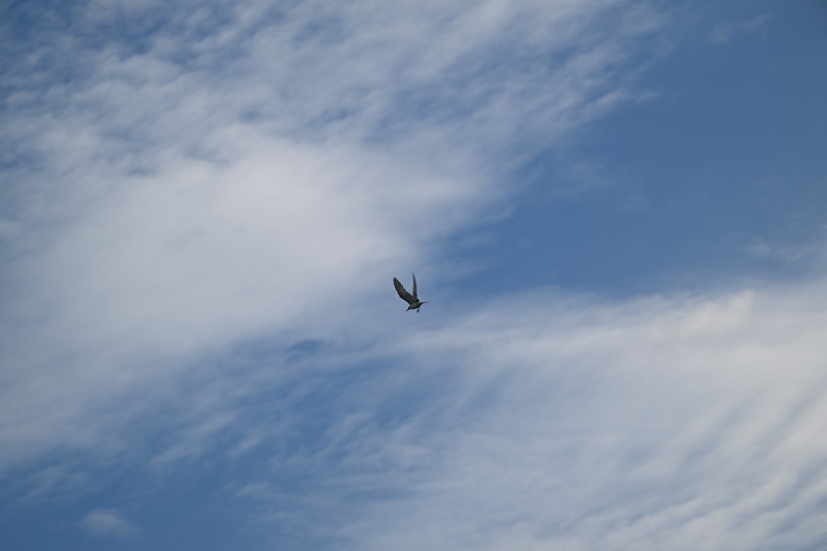Whiskered Tern - ML630195372