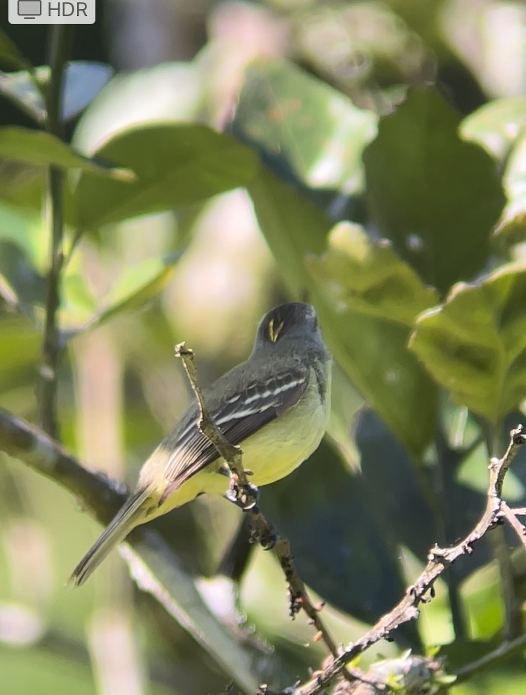 Yellow-crowned Tyrannulet - ML630195442