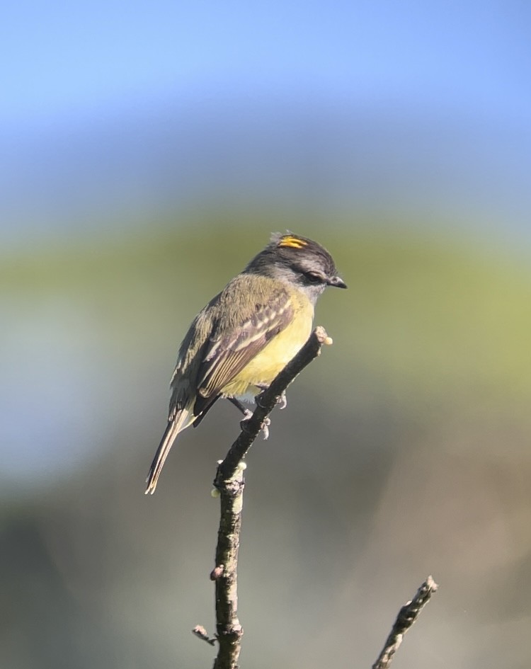 Yellow-crowned Tyrannulet - ML630195448