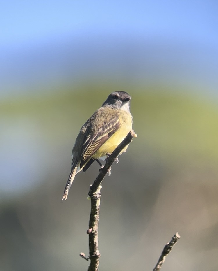 Yellow-crowned Tyrannulet - ML630195450