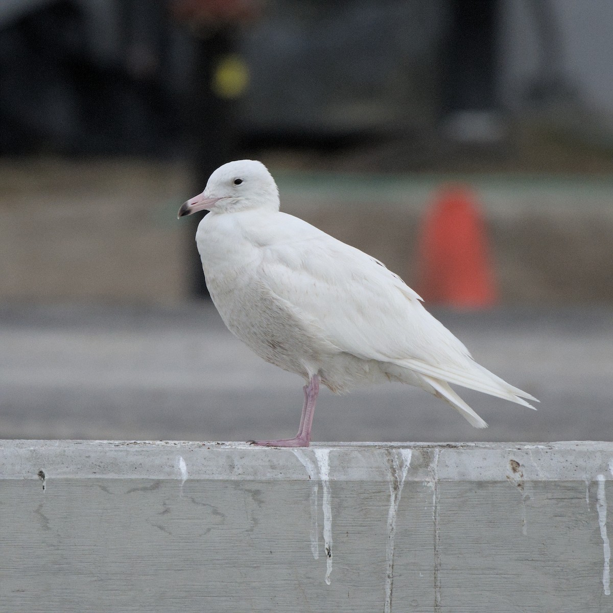 Glaucous Gull - ML630195525