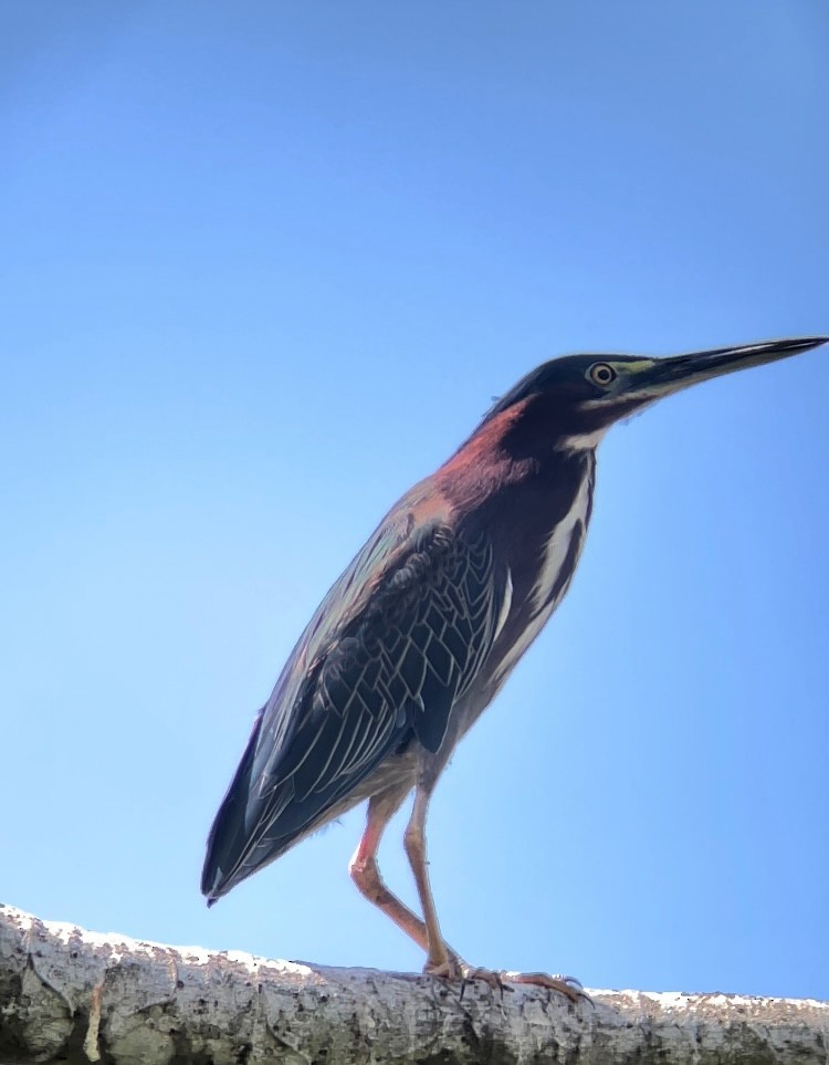Green Heron - ML630195633