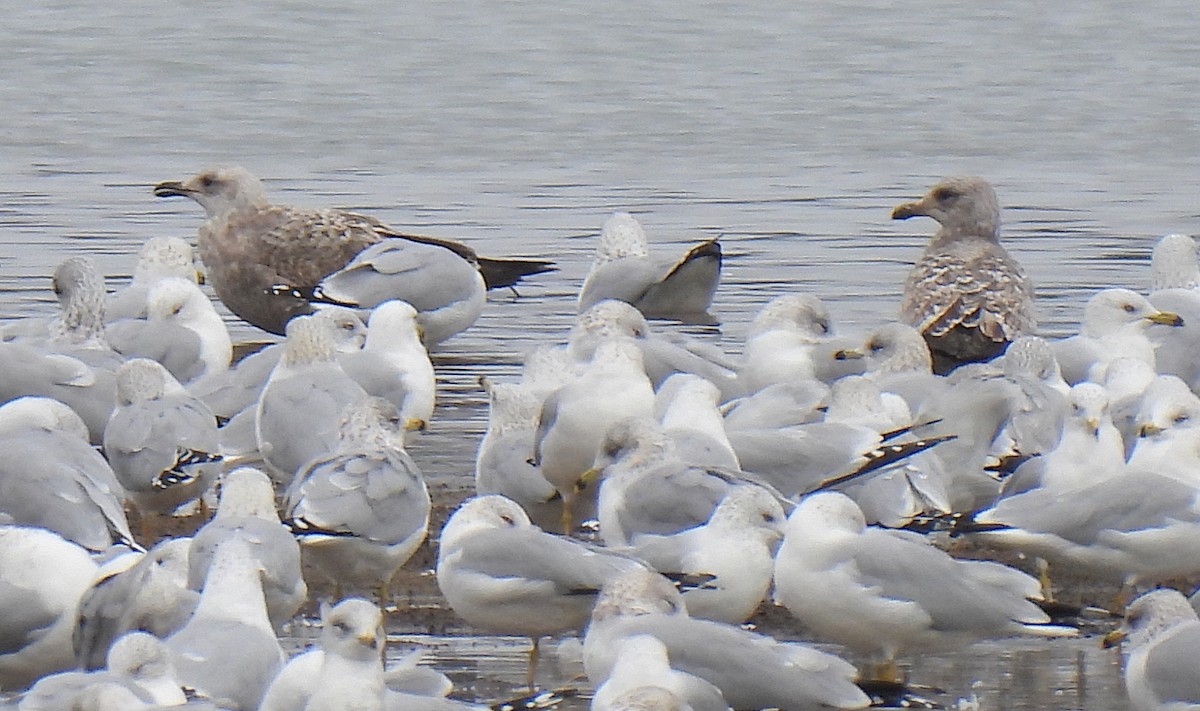 American Herring Gull - ML630195634