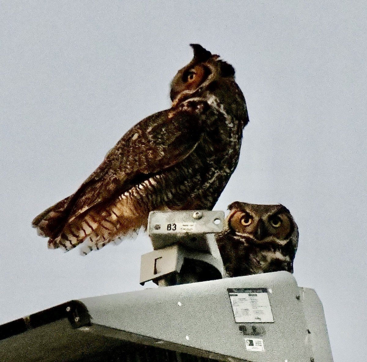 Great Horned Owl - ML630195707