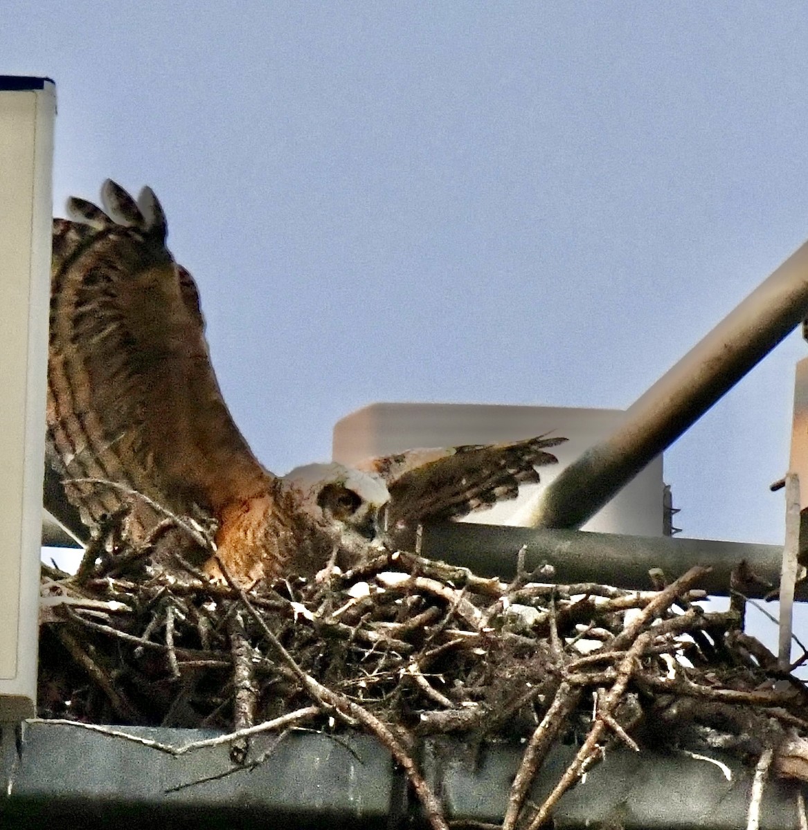 Great Horned Owl - ML630195708