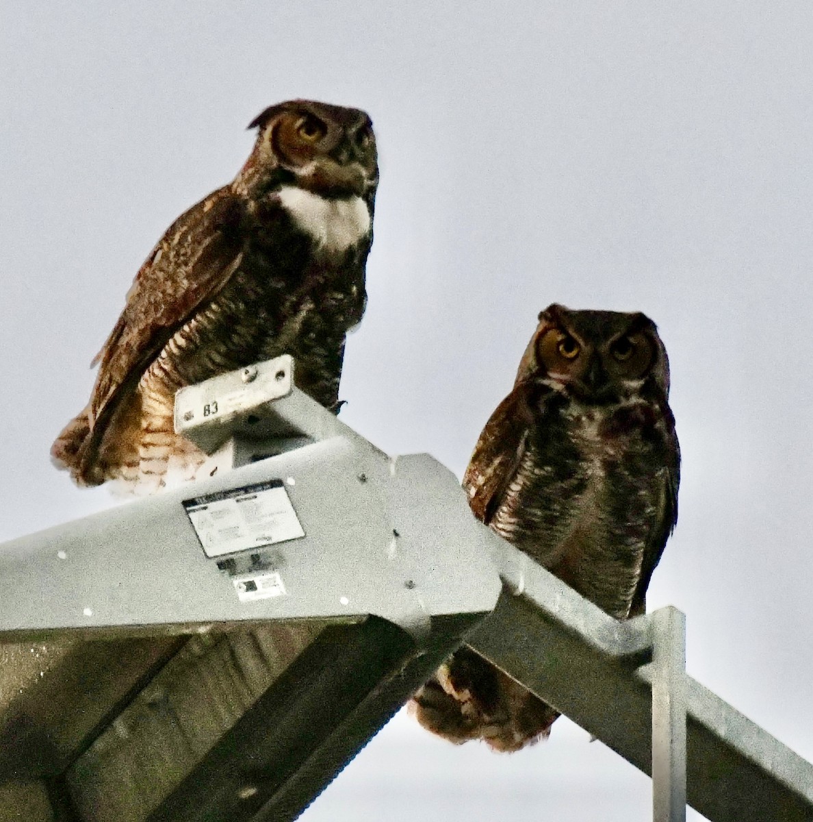Great Horned Owl - ML630195711