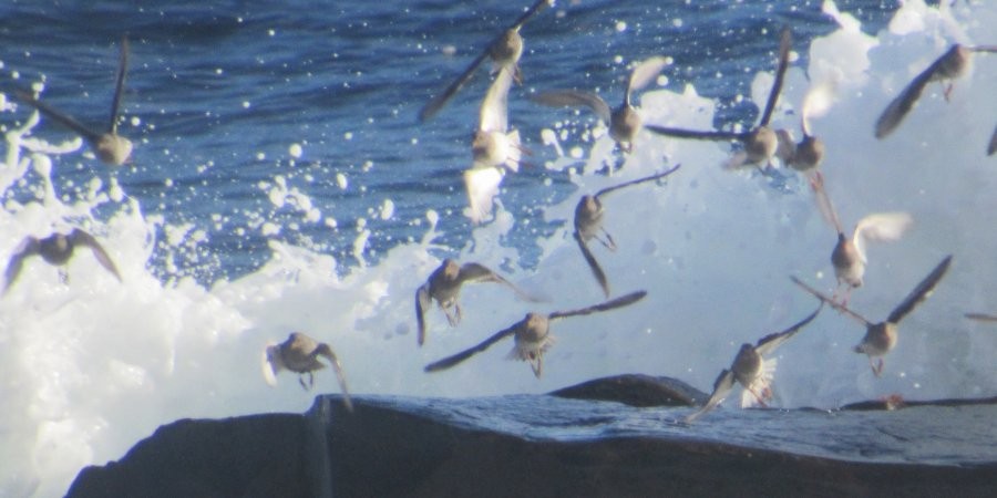 Purple Sandpiper - ML630195785