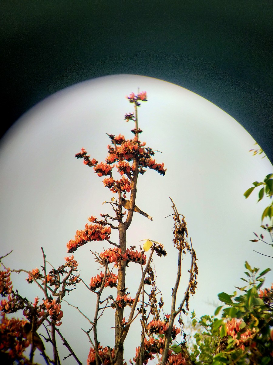 Rufous Treepie - ML630195831