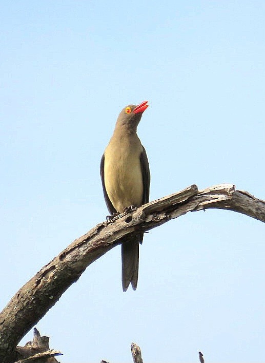 Red-billed Oxpecker - ML630195863