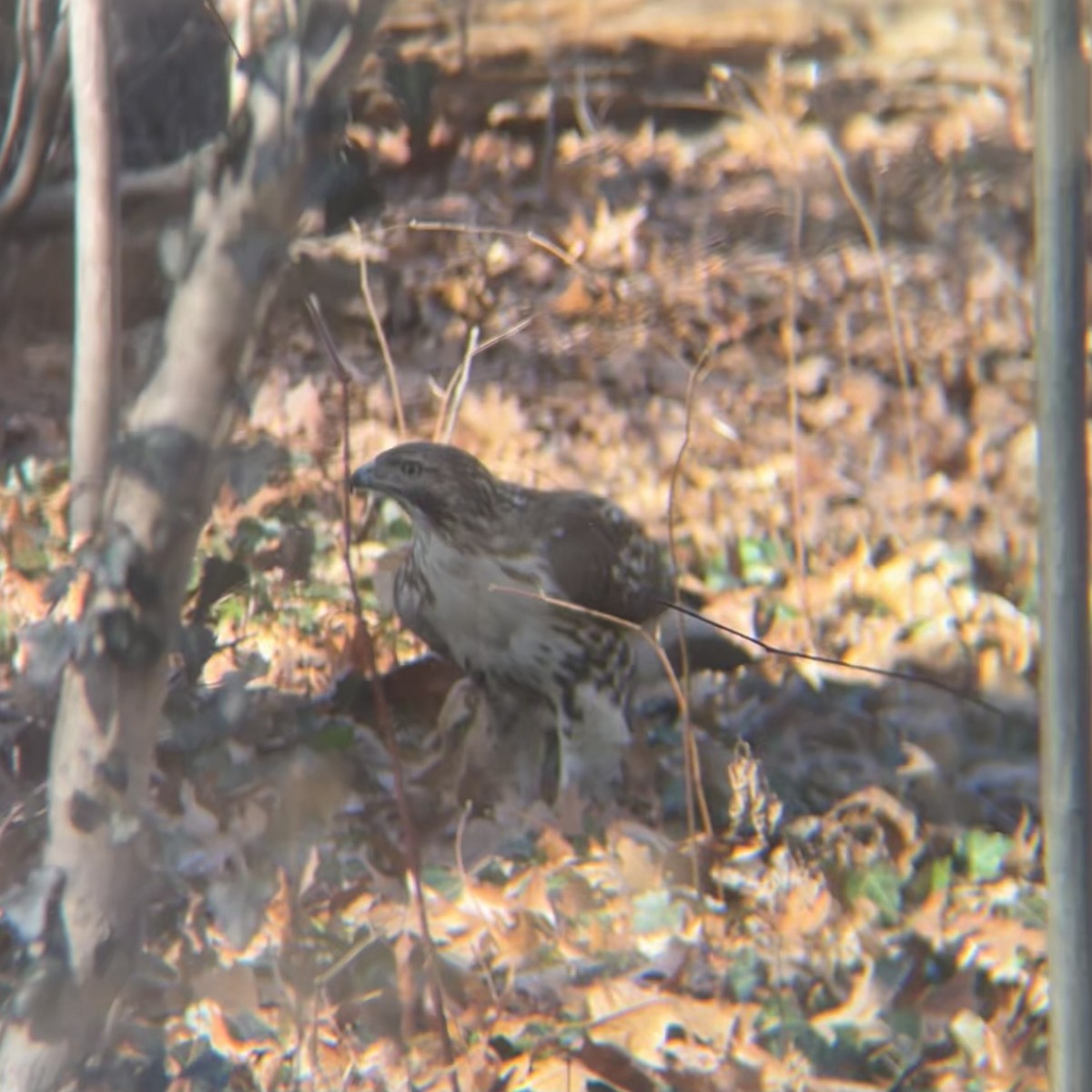 Red-tailed Hawk - ML630195865
