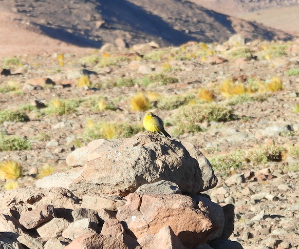 Greater Yellow-Finch - ML630195923