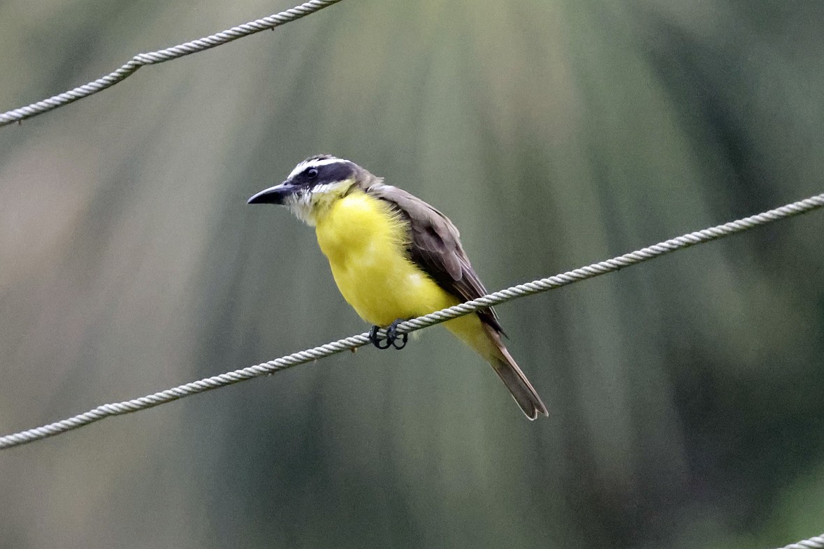 Boat-billed Flycatcher - ML630196041