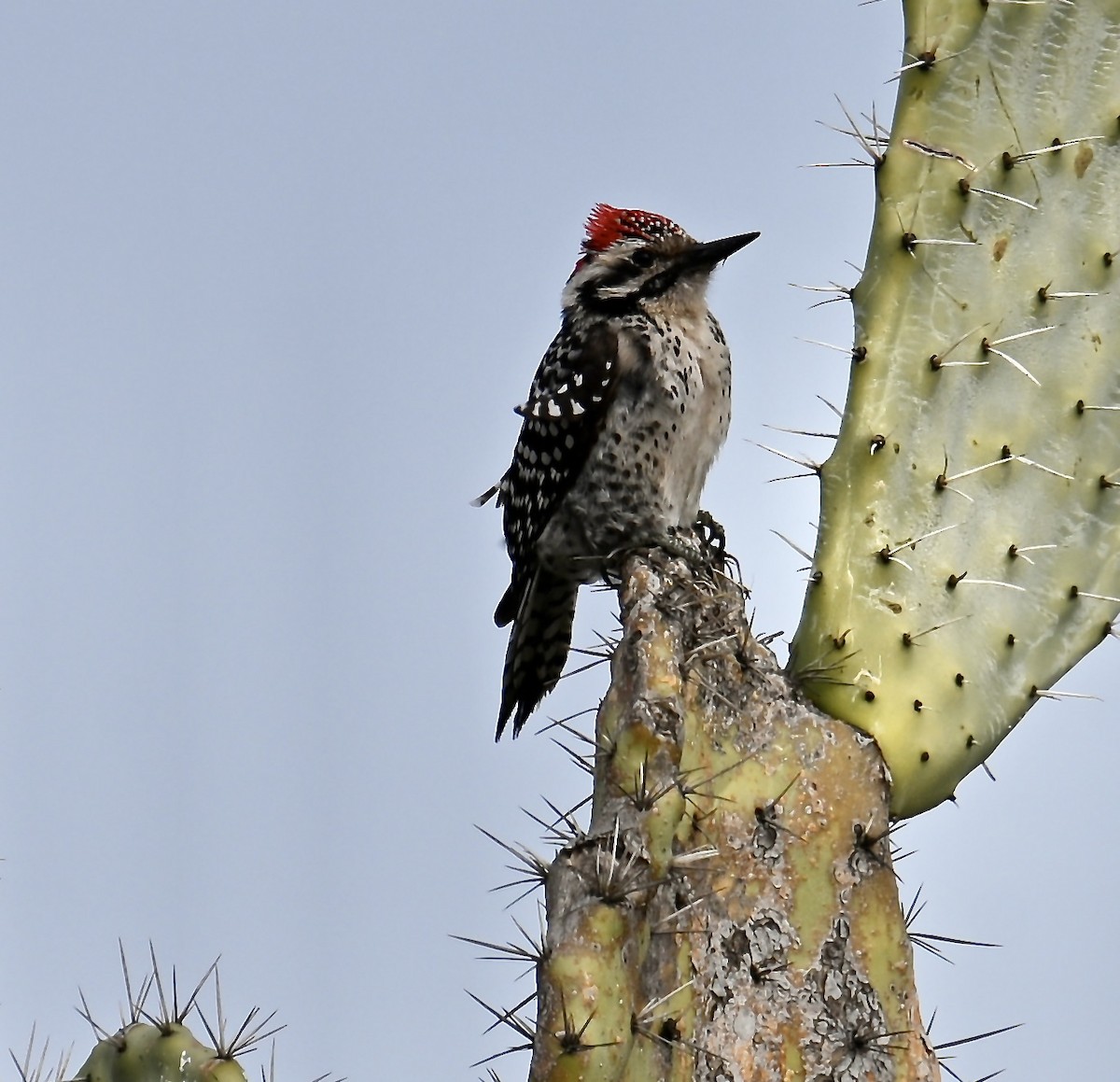 Ladder-backed Woodpecker - ML630196144