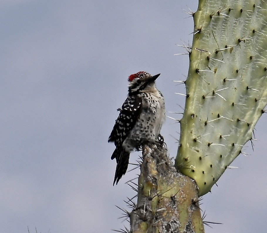 Ladder-backed Woodpecker - ML630196146