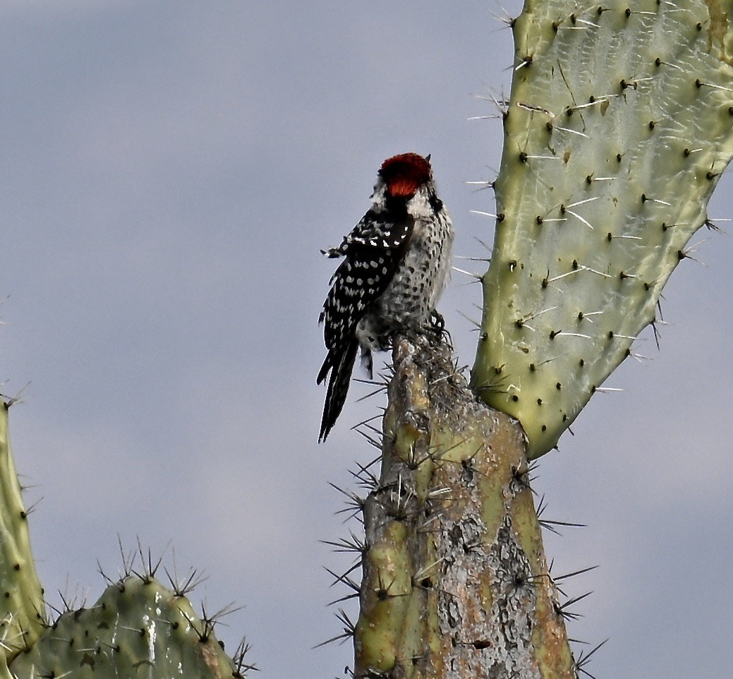 Ladder-backed Woodpecker - ML630196147