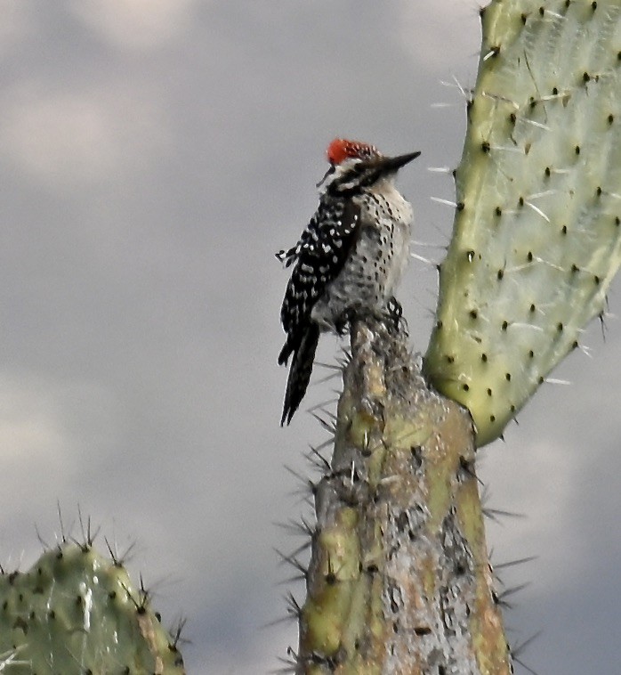 Ladder-backed Woodpecker - ML630196148