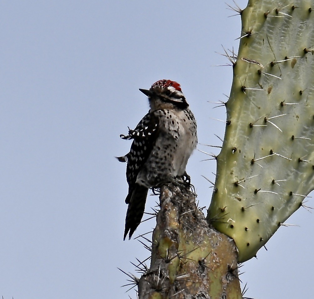 Ladder-backed Woodpecker - ML630196150