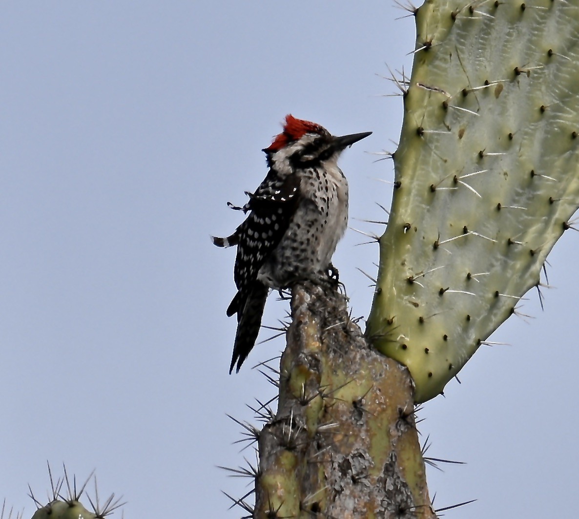 Ladder-backed Woodpecker - ML630196156