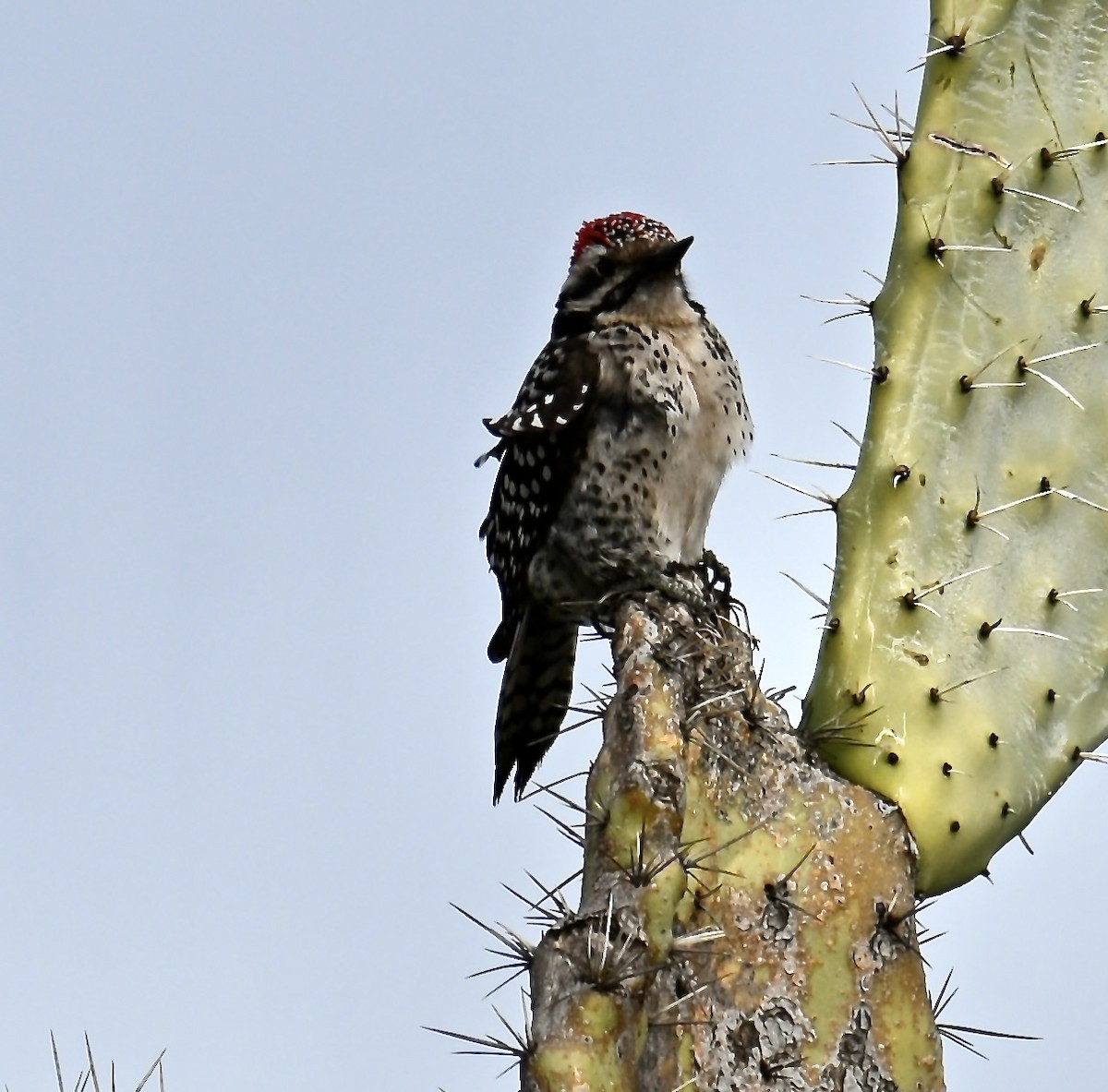 Ladder-backed Woodpecker - ML630196162