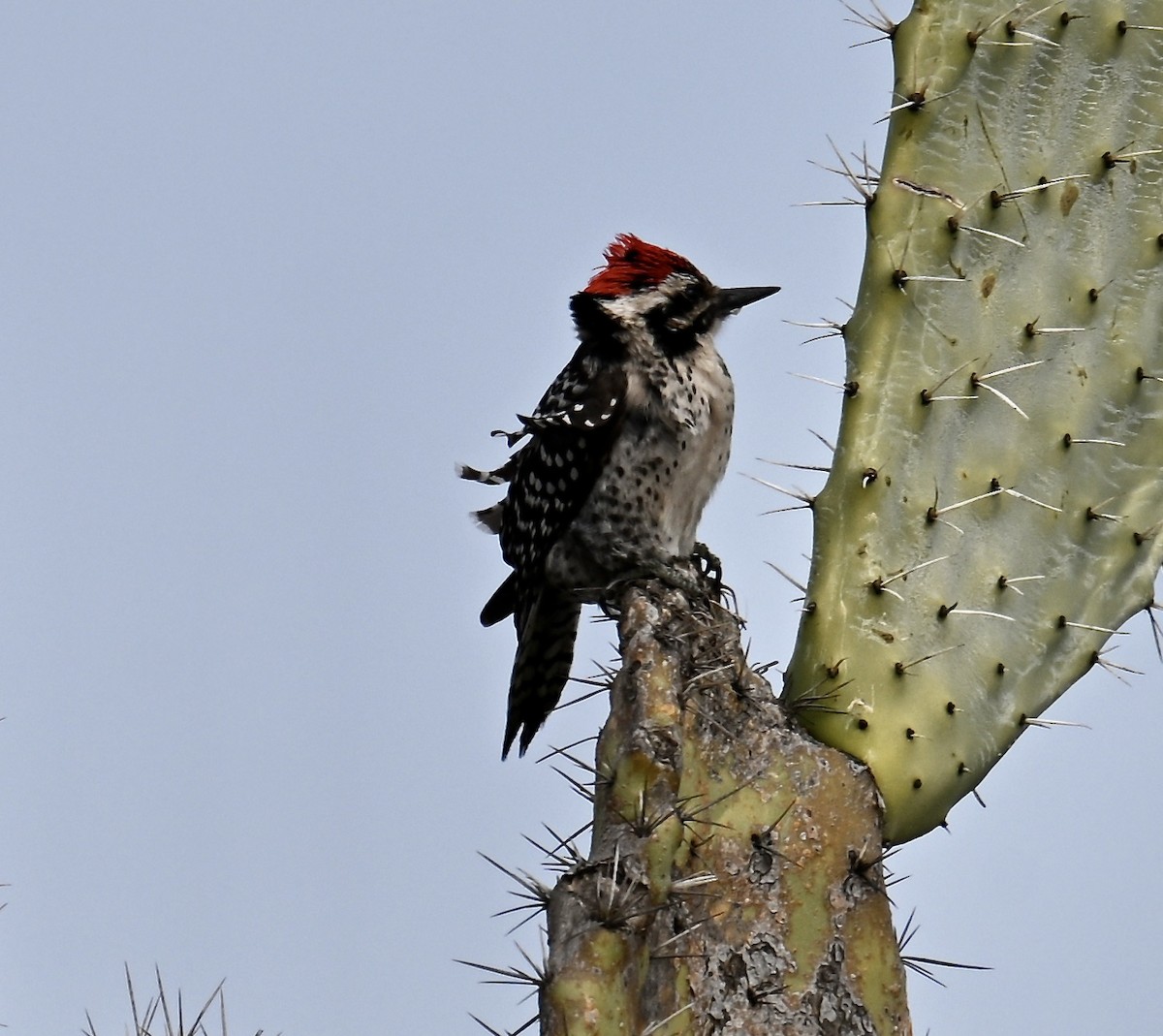 Ladder-backed Woodpecker - ML630196169